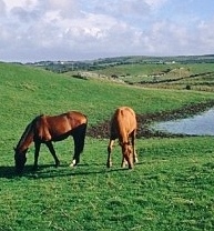 thoroghbreds-pasture