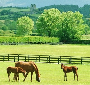 throughbreds grazing